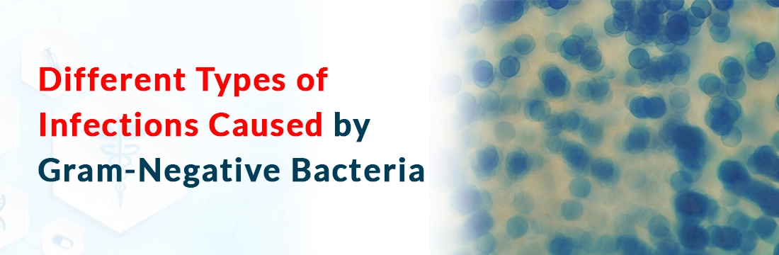  Different Types of Infections Caused by Gram-Negative Bacteria